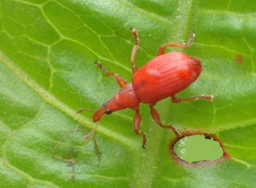 Réf. 323 233 : Apion frumentarium